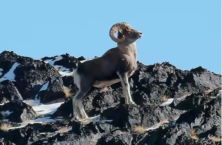 图说新疆新疆木垒成群盘羊踏雪觅食