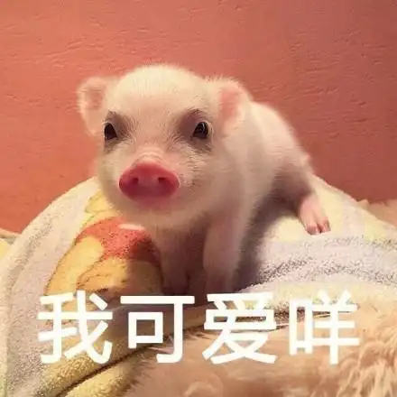 萌宠猪我可爱吗我是不是很可爱呆萌憨憨gif动图_动态图_表情包下载