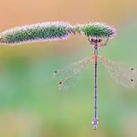 蜻蜓的微信图片_微信头像图片大全