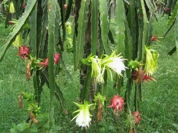 火龙果和霸王花是同一种植物吗?