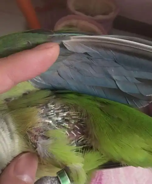 拔毛|天敌|螨虫_网易订阅