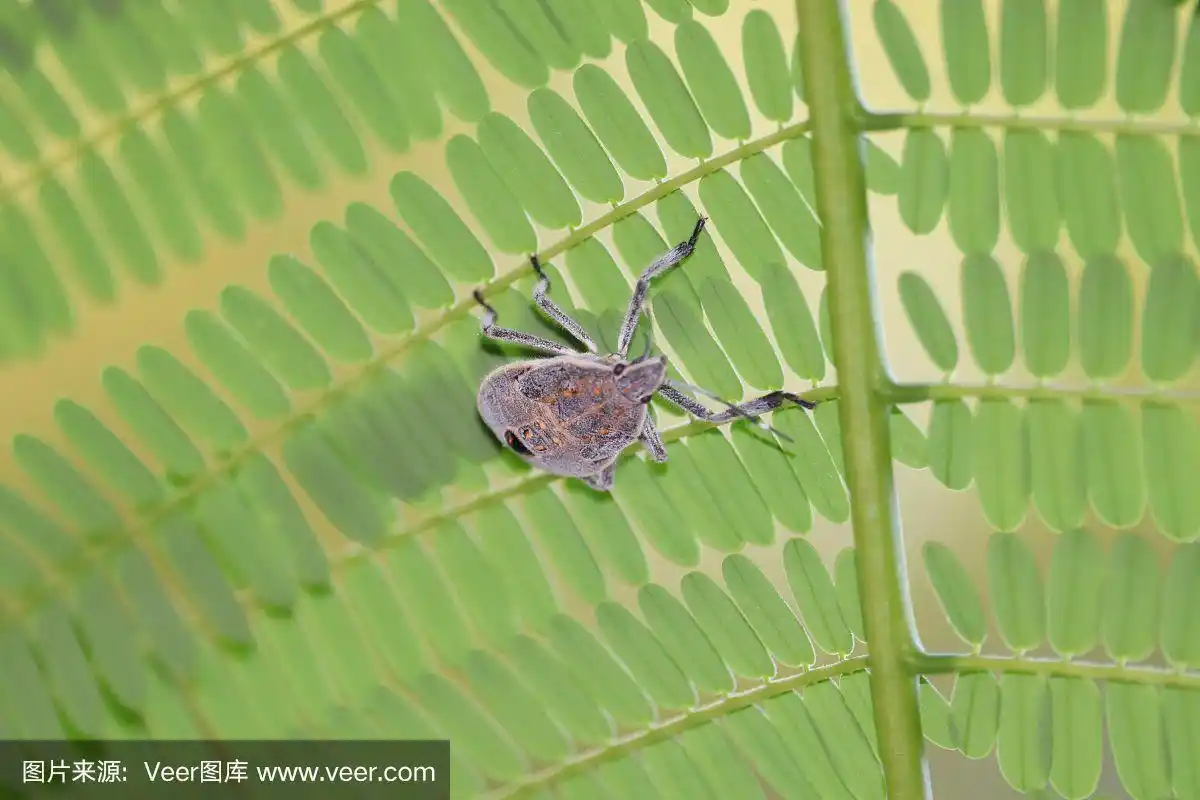 院子里叶子上的一只灰色臭虫若虫.绿叶上的海葵