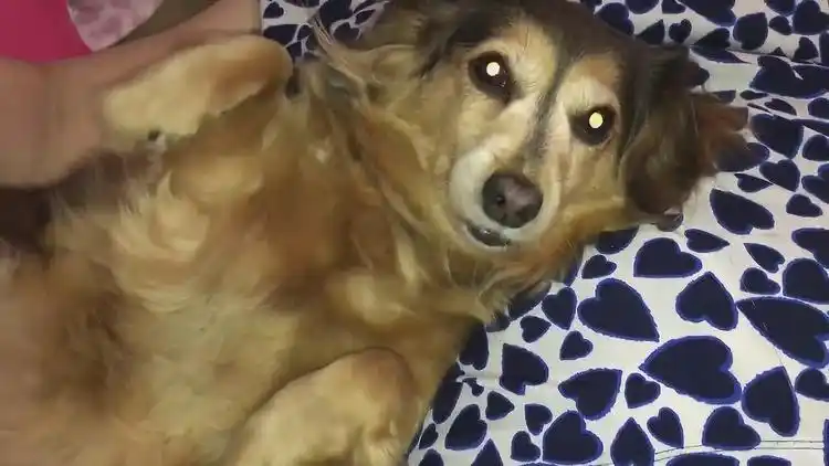 狗狗躺在主人怀里这样撒娇要抱抱,简直不要太可爱!