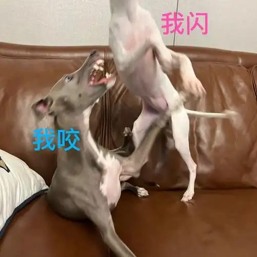 joi哥哥变强了 我居然被他追着打 淦 好气#意大利小灵提  #萌宠日常