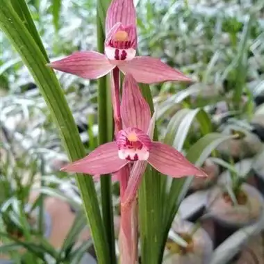 春剑大红袍1苗1花