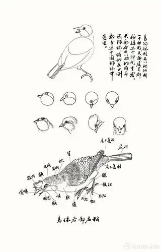鸟体各部名称线描范图