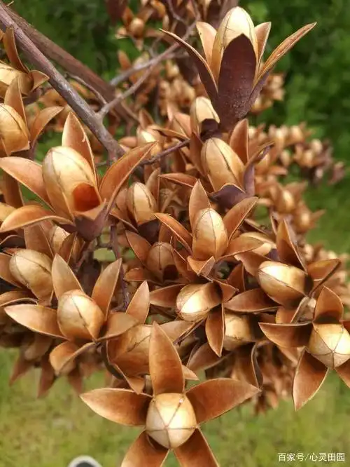 小诗:香椿花果(原创)