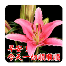 早上好表情图片早上好问候图片