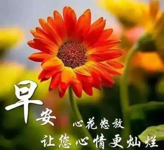 清晨最漂亮早安问候语表情图片带鲜花,早安心语唯美的句子