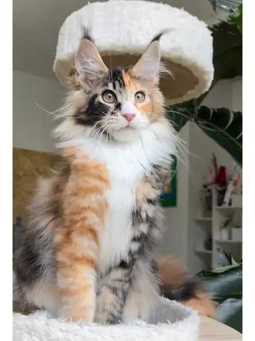 找家三花色缅因太太太太好看了