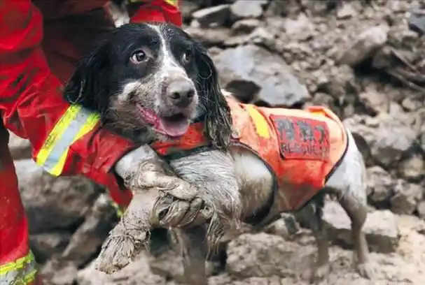 回顾汶川地震最后一只搜救犬冰洁离世享年14岁曾勇救13人