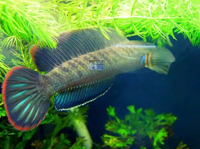 ajaj七彩巧克力雷龙阿萨姆奶茶七彩酒红雷龙鱼观赏鱼淡水鱼耐活好养56