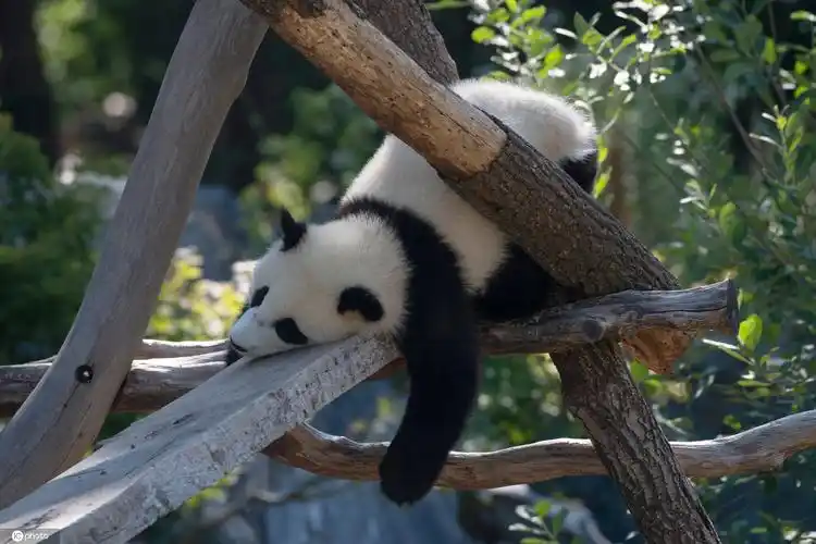 当地时间2020年7月14日,德国柏林,动物园中的大熊猫正在睡觉.