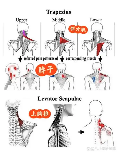 脖子和肩膀交界处酸胀不适