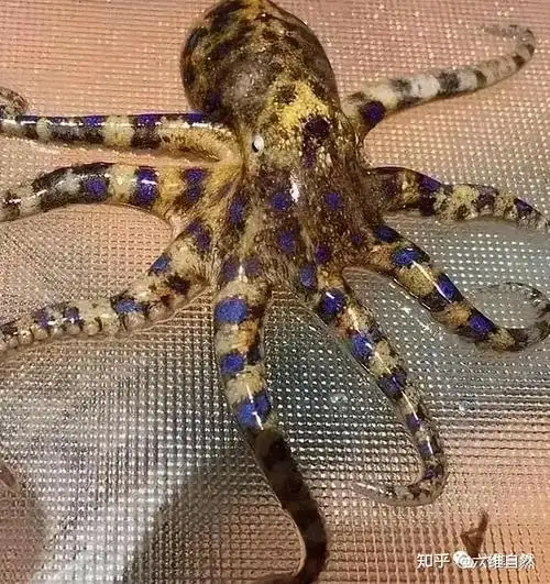 浙江一女子吃海鲜吃出剧毒生物,疑似蓝环章鱼,煮熟它还会有毒么