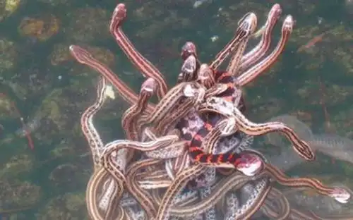 中国最恐怖的景点之一名副其实的蛇岛胆小者勿去你敢玩蛇吗