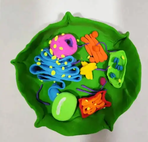 聊城二中高一年级举办生物细胞模型制作大赛