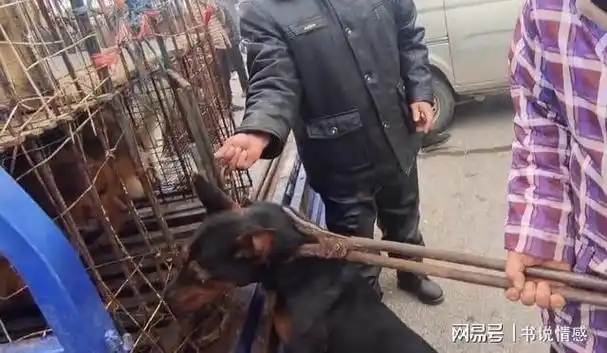 河南大爷笑看狗狗被夹上狗肉车数着钱大妈笑道要个小金毛