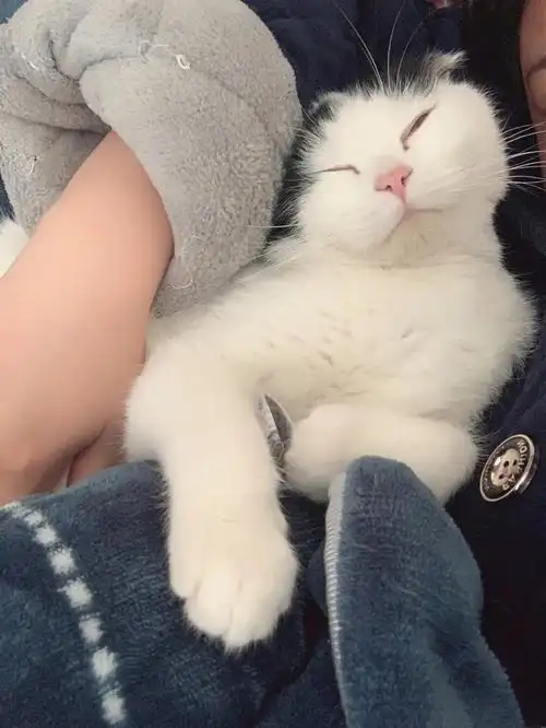 这么粘人的猫嘛 每天都等你回家了靠着你睡#吸猫  #我家宠物好可爱