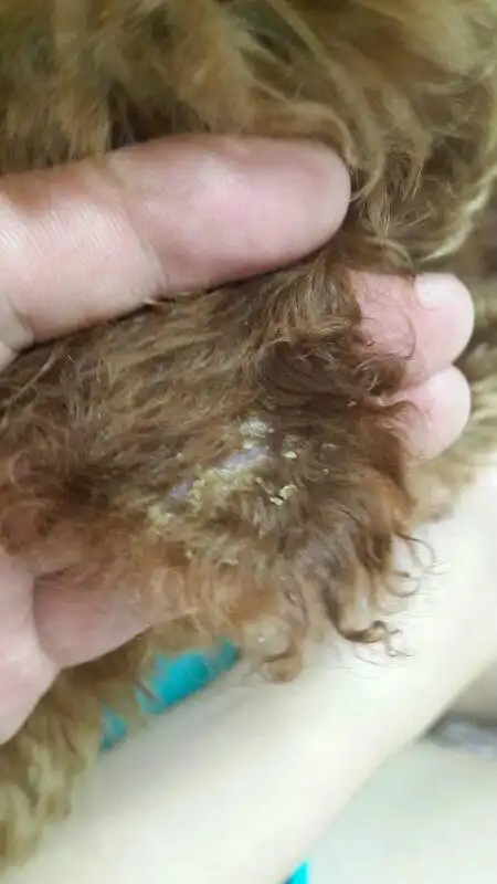 是有一层薄薄的白色皮屑 用药之后就变成黄色的结痂了 狗狗五个月了