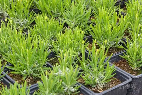 小薰衣草幼苗在花盆里