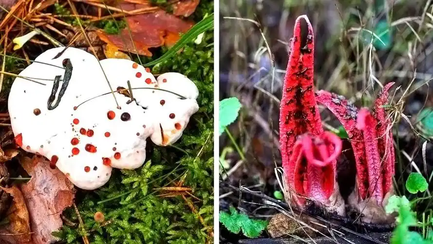 世界7个最可怕的植物揭秘!剧毒瞬间致命?