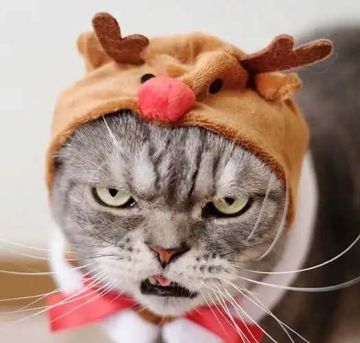 高冷霸气猫咪头像图片 霸气头像图片大全 -【爱个性】