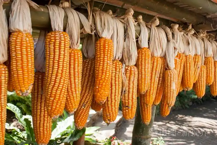 干的玉米棒子挂在横梁上