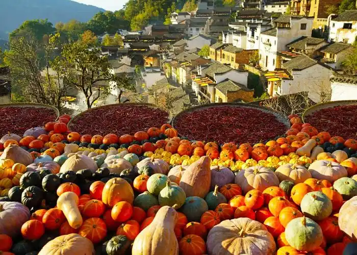 秋天,婺源是丰收喜悦的晒秋季节,是漫山遍野绽放着热情奔放,五彩缤纷