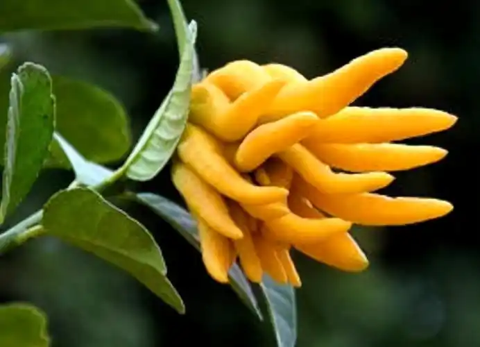 金佛手:1年能开2次花,而果实外形奇特而出名,真的中看不中用?