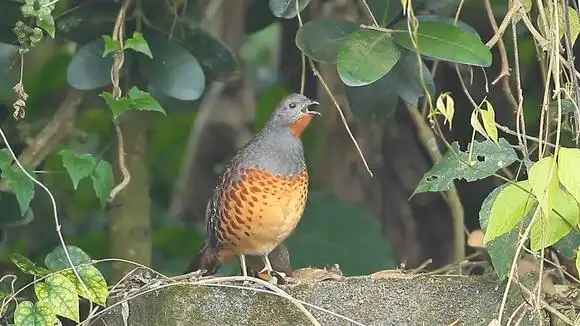 山野竹鸡啼叫,叫声清脆响亮,听着好过瘾