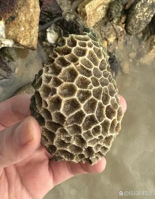 今天在海边捡到这块石头,跟鹅蛋一般太小,上面呈蜂窝状,太奇特了.