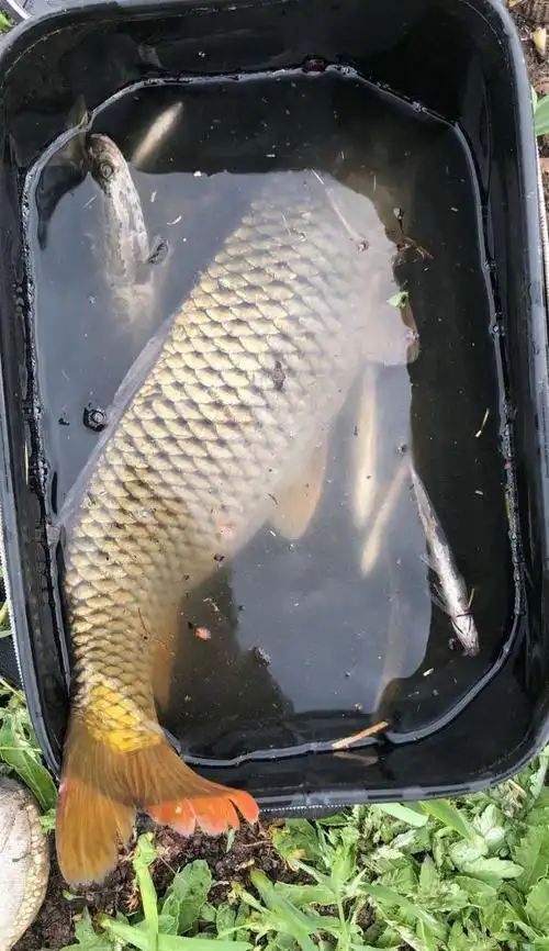 秋季野钓鲤鱼攻略,活跃度高吃口狂,新手也能狂拉