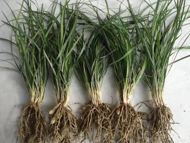 山东麦冬种植基地现挖现卖