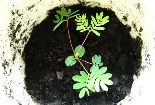 含羞草被当杂草,为啥还会变成流行而有趣的盆栽植物|含羞草|盆栽|杂草