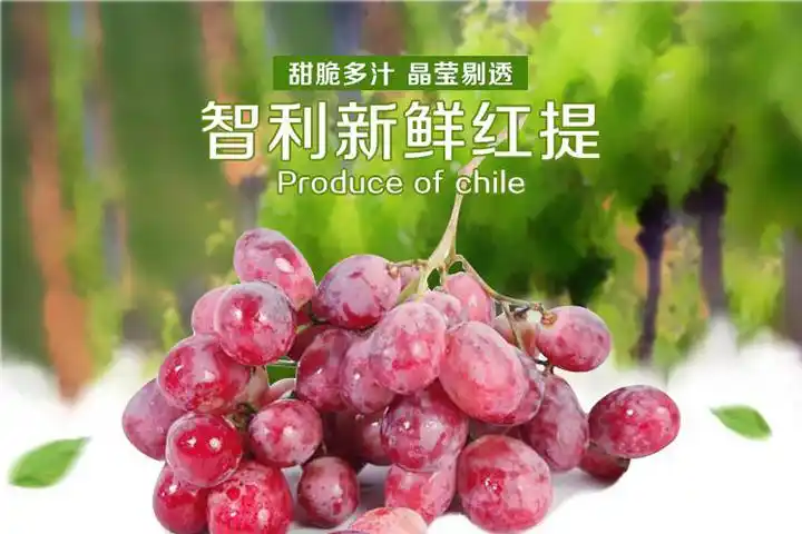 智利进口有籽红提redglobe品种金豹牌8公斤xl规格