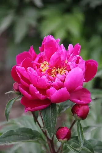 《芍药花月季花》太漂亮了2018.05.11