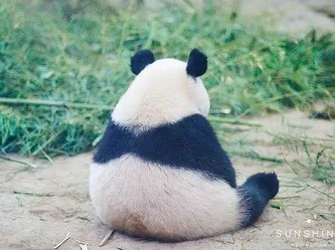 (^^)每次都会被熊猫的小背影萌到一口老血