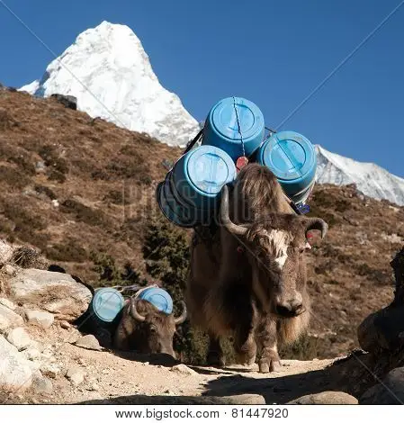 caravan of yaks with goods