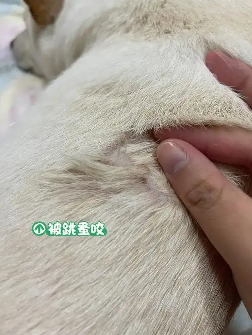 关于狗子被跳蚤咬