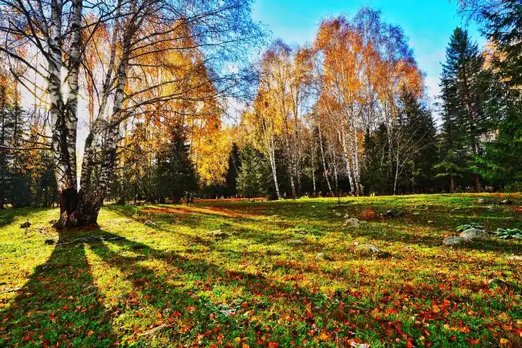 中国最美丽的北疆金秋:(2020)喀纳斯,风景如画.