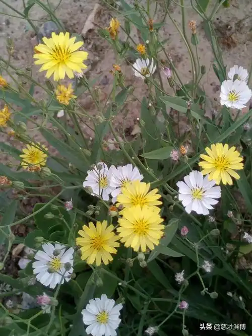 黄白花摄影慈才渊博