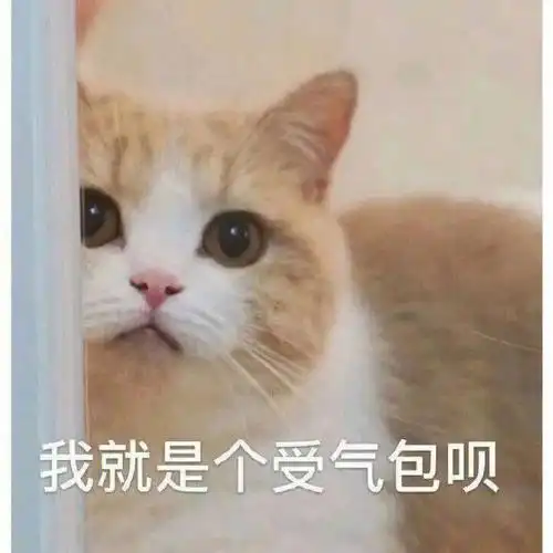 可爱的猫猫不知所措