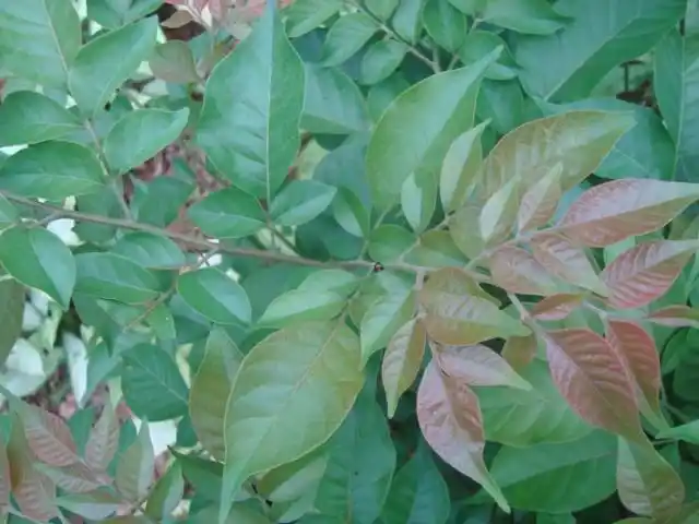 有对生的奇数羽状复叶,每复叶有3或5片叶,嫩叶发红,是什么小树.