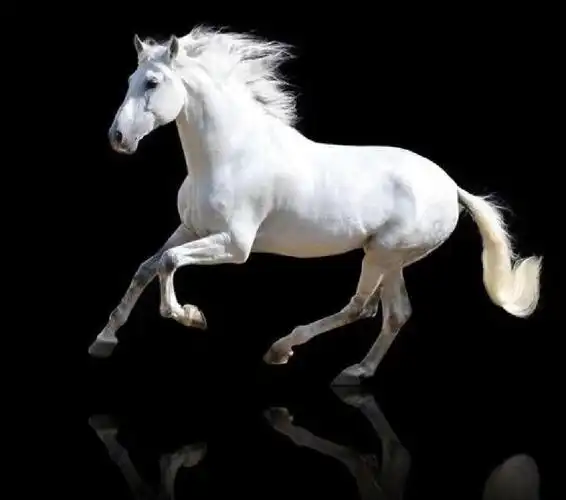 世界名马-摩根马