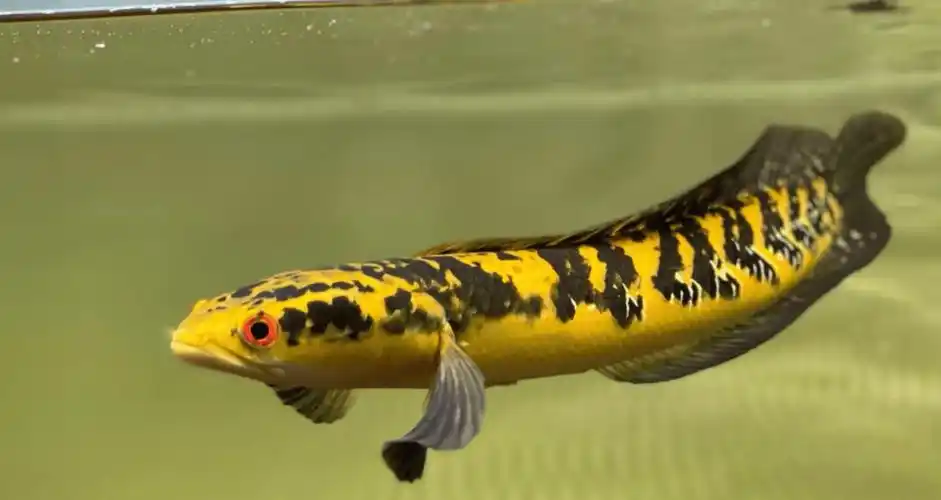 社团科普【龙年特辑·七】雷龙鱼:迷迭之光,囚壑之