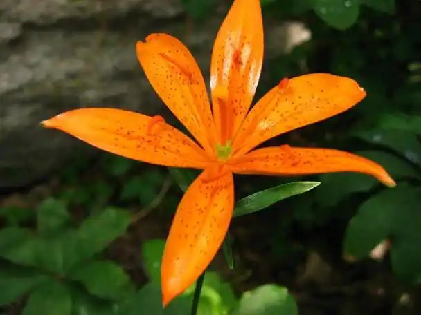 p>青岛百合(学名: i>lilium tsingtauense /i>)又名 a target="