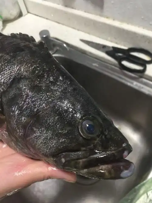 请问这个是什么海鱼?