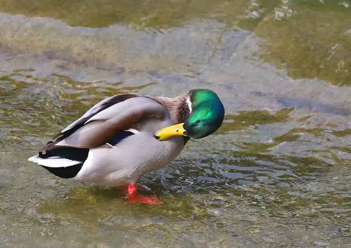 德阳旌湖的各种鸭子,姿态很漂亮,也不晓得从哪里飞来的,红嘴鸥也很多