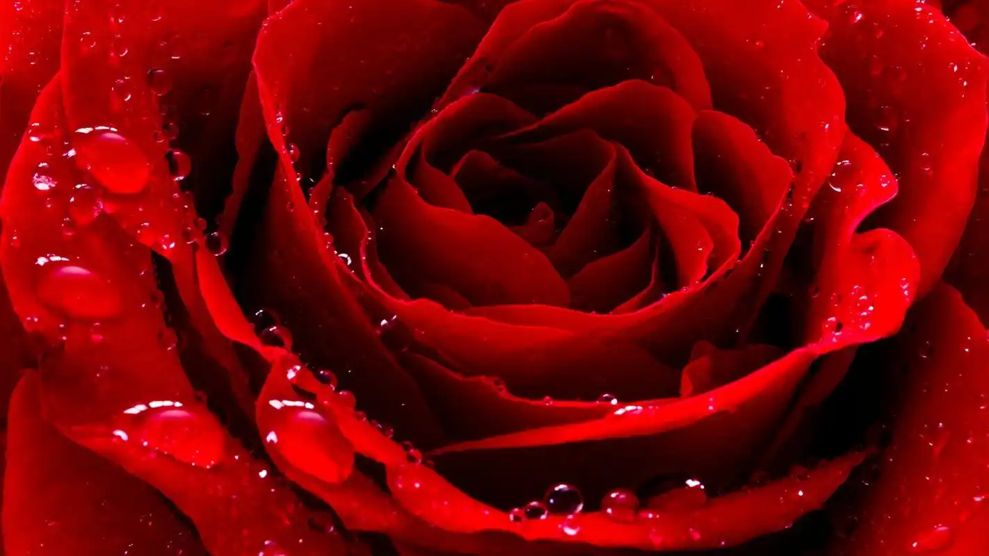 象征爱情的红色玫瑰高清图片合集电脑桌面壁纸下载第一辑